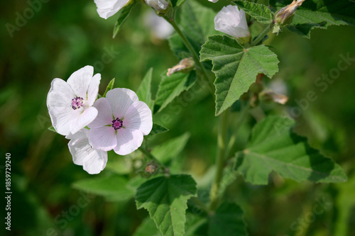 Wild flower Althaea officinalis in the garden.