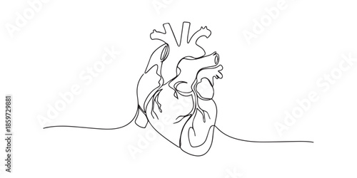 Human heart with blood vessels one line art. Continuous line drawing of human, internal, organs, heart, vector, A single line drawing of a realistic human heart, Continuous Line Anatomical Heart.