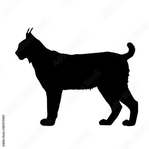 Silhouette of a lynx