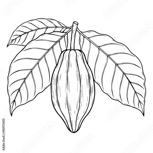 Illustration of a cacao pod with leaves