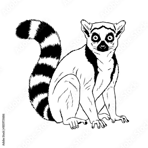 Black and white lemur sitting
