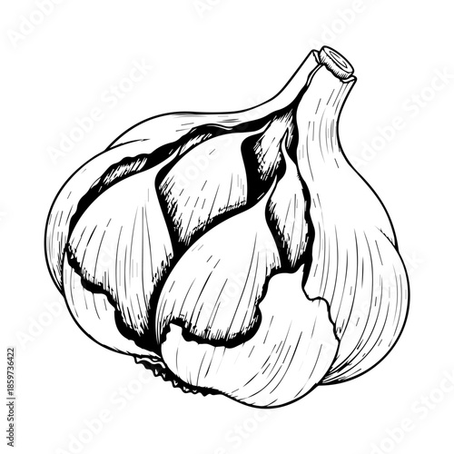 Illustration of a garlic bulb