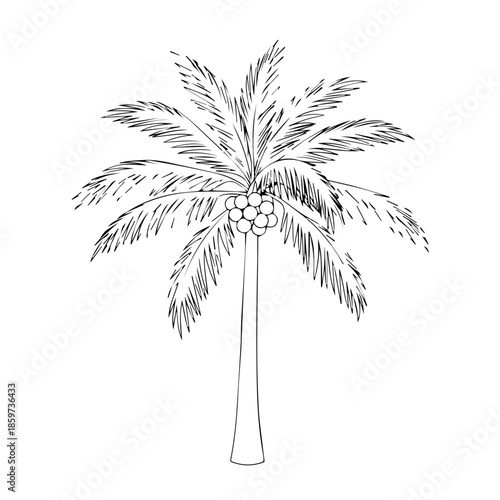 Tropical palm tree with coconuts