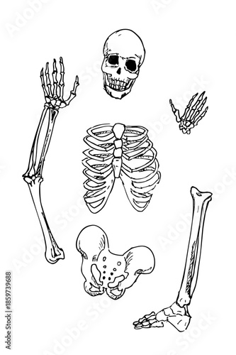 Esqueleto huesos del cuerpo humano calavera vectorial editable