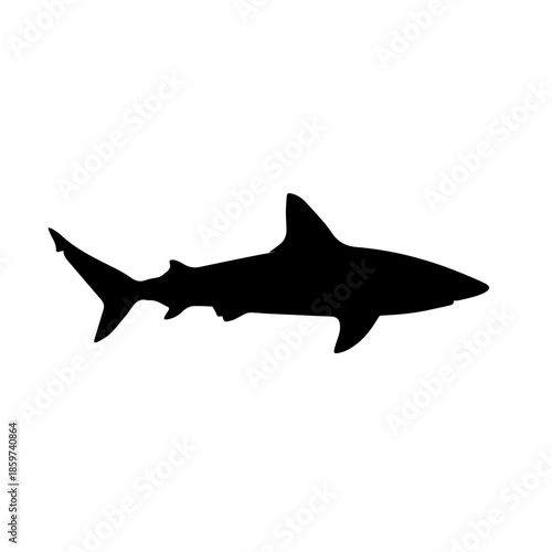 Silhouette of a shark