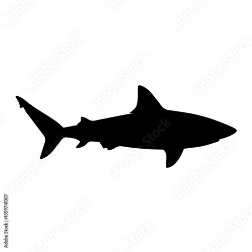 Silhouette of a shark