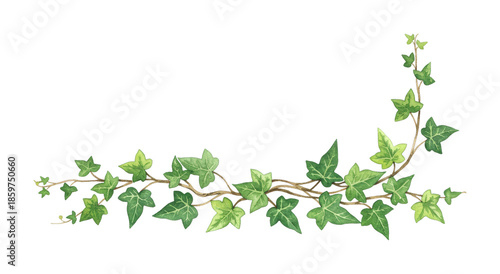 Ivy vine green leaves watercolor illustration forms a decorative corner border element with natural botanical charm and fresh organic appeal.
