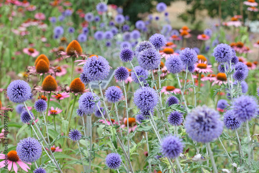 Obraz premium Bright blue Echinops Ritro Globe thistle ‘Veitch's Blue’ in flower.