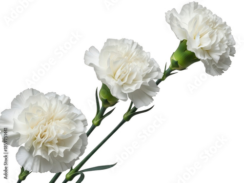 Three white carnations isolated on transparent background