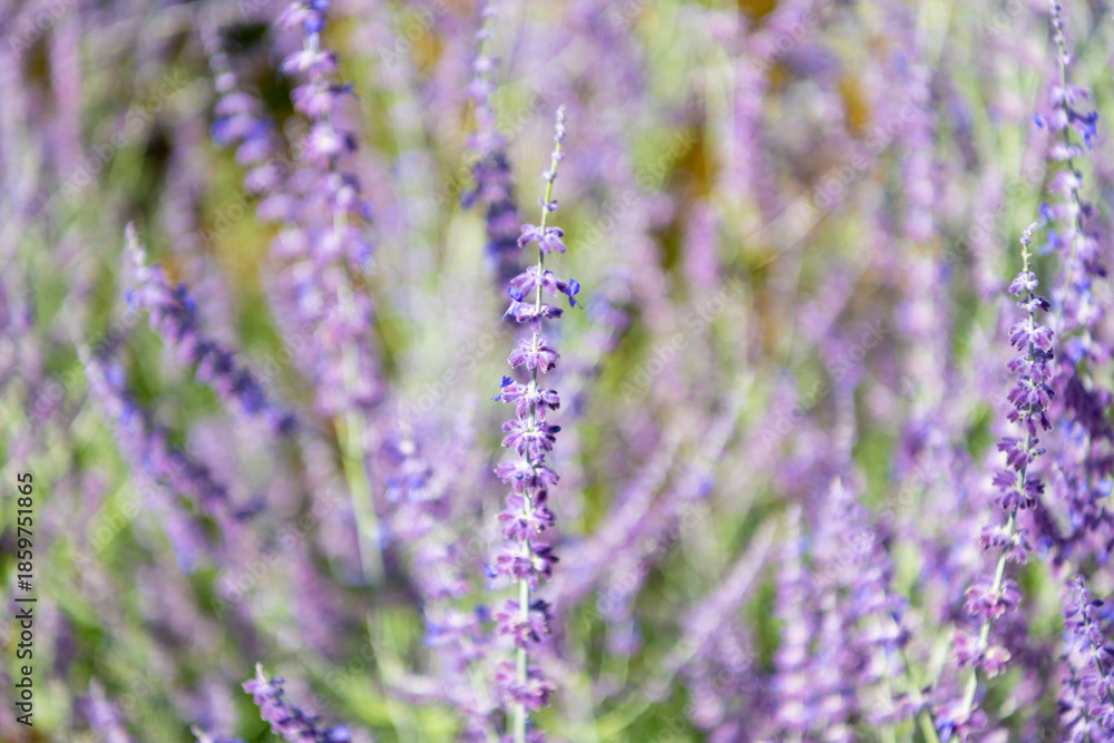 Naklejka premium Provence field. Purple lavender bloom in nature. Composition of nature. Summer blooming flower. Blooming flower field. Field of lavender. Lavender flower in summer. Violet background
