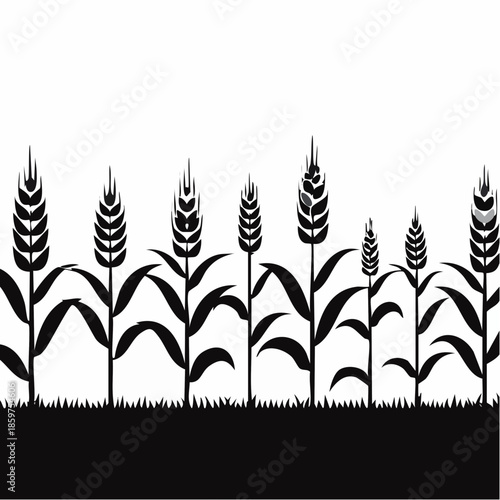 Illustration of wheat plants in a field viewed from the side