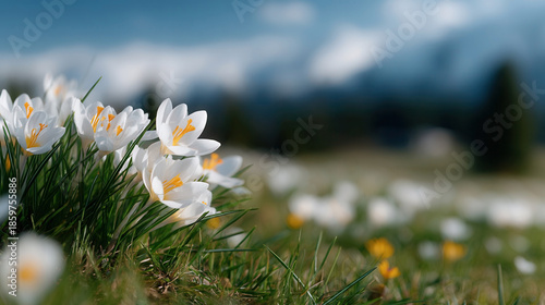 Spring blossoms brighten a serene meadow under a clear blue sky in a peaceful mountain landscape