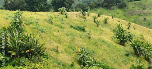 Lush banana plantation on tropical green hillside under bright sky