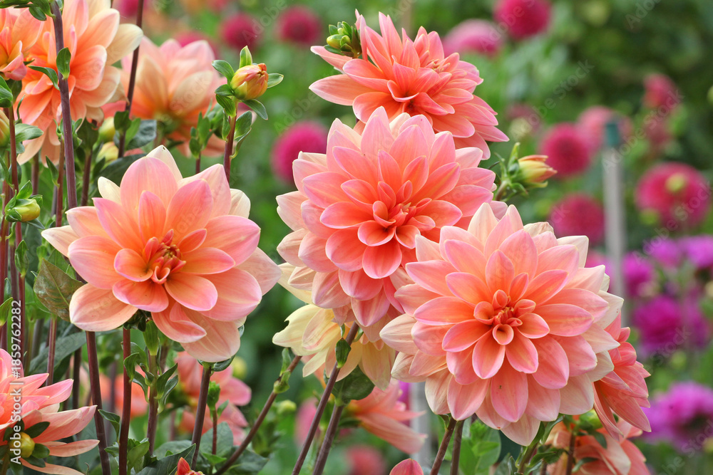 Fototapeta premium Peach orange waterlily Dahlia ‘Mister Frans’ in flower.