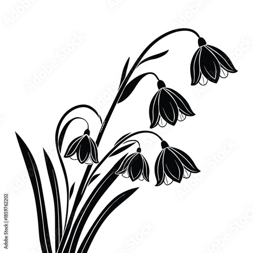Silhouette of snowdrop flowers with elegant leaves and drooping bell shaped blossoms isolated on transparent grid