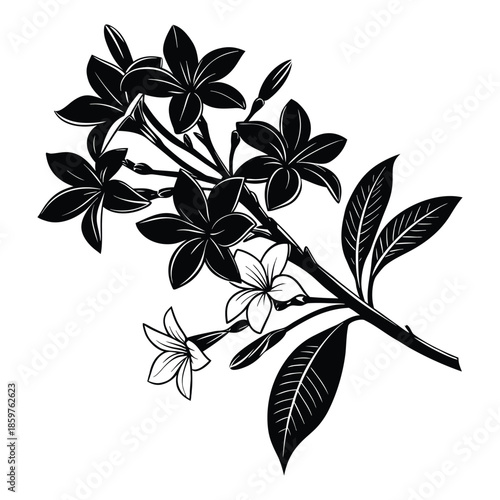 Tropical plumeria frangipani flowers and leaves black silhouette botanical vector illustration isolated decorative exotic bloom graphic