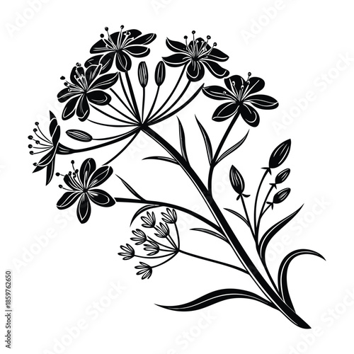 Detailed black silhouette of flowering dill plant cluster isolated on transparent background for herbs