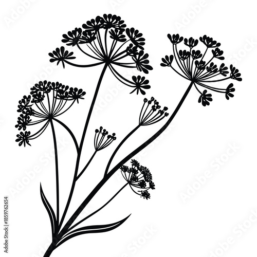 Three tall stems of wild fennel or dill flowers in black silhouette on transparent background for design