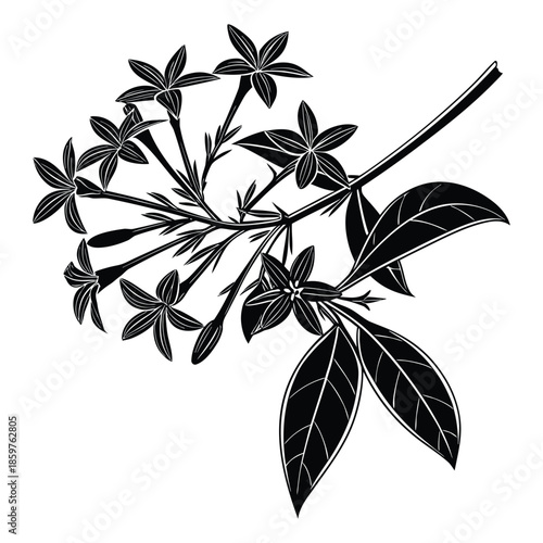 Elegant vector silhouette of bouvardia flowers and leaves on transparent background perfect for floral designs