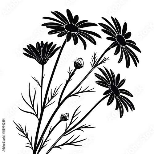 Stylized black silhouette of daisies and buds on transparent background with delicate foliage