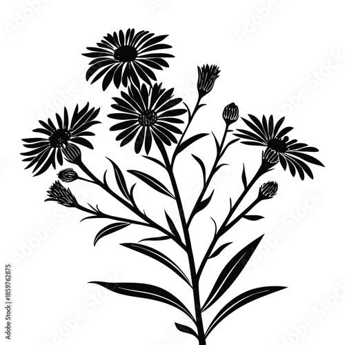 Black silhouette of aster flowers vector illustration simple monochrome contour design for floral graphic elements decor