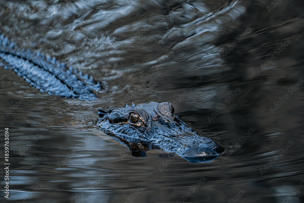 Obraz premium Small frog riding on the head of an American alligator as it swims through swamp water in the Okefenokee Swamp, unusual wildlife interaction