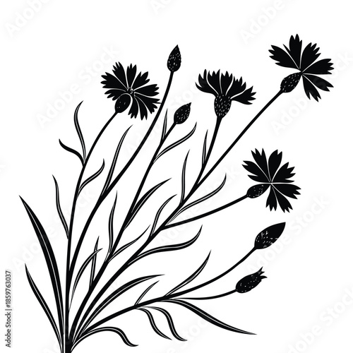 Detailed black silhouette of cornflower stems and buds vector illustration isolated on transparent background
