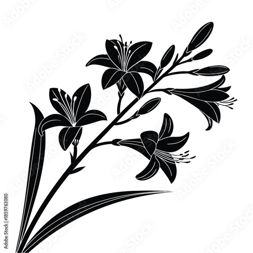 Elegant black silhouette of daylily flowers on a stem with buds vector illustration representing summer botany and nature design