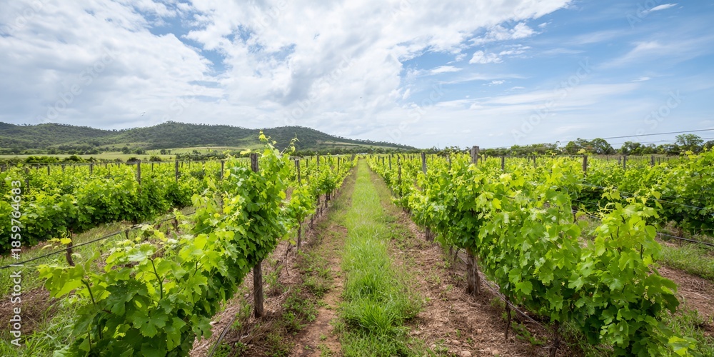 Naklejka premium Row of grape vines with a dirt path between them