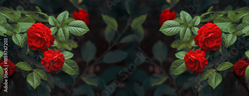 Red Roses Flowers blooming in Fantasy magical enchanted garden, fairytale floral grove on mysterious natural background, dark mystical nature. Wide panoramic symmetric banner with copy space.