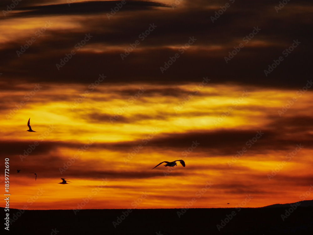 Fototapeta premium Dramatic sunset sky with silhouettes of seagulls soaring across the vibrant orange and dark clouds over the horizon