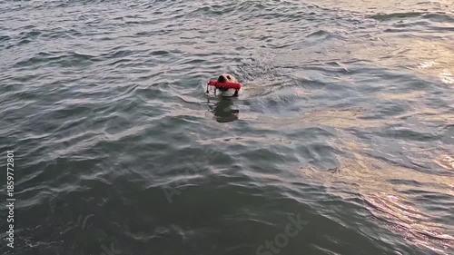 Adorable labrador retriever joyfully swimming towards the camera in the vast expanse of water. The playful pup is fetching a bright red toy while having fun during outdoor playtime