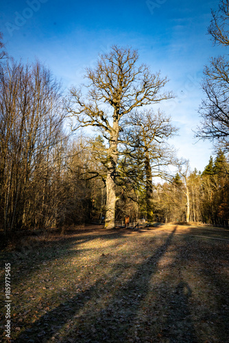 Royal Oaks Track, tree, winter, park, landscape, season, leaves, path, sky, foliage, outdoors, green, leaf, woods, scenic, countryside, colorful