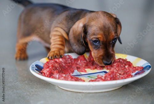 Dachshund puppy eating raw meat from plate indoors