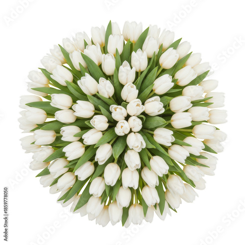 White Tulips in a Round Floral Arrangement on a Simple Background