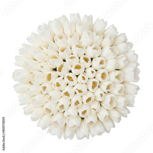 White Tulips in a Round Floral Arrangement on a Simple Background
