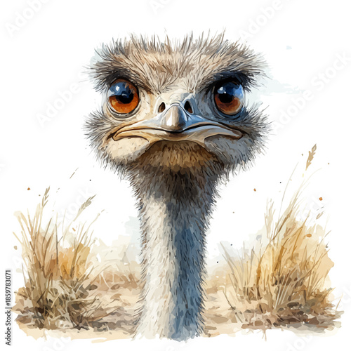 Ostrich Observing, illustration watercolor with dynamic strokes and balanced color harmony, isolated on a white background.