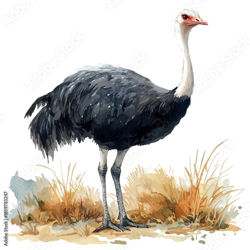 Ostrich Looking Curiously, watercolor with intricate brush textures and gentle highlights, isolated on a white background.