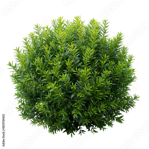 Rounded Green Bush With Dense Leaves Placed on a White Background