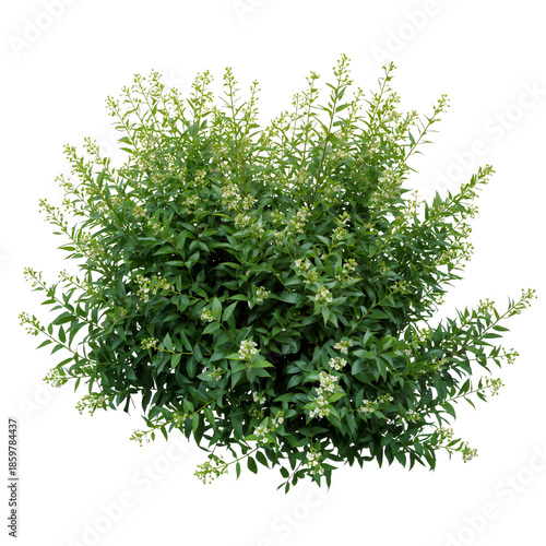 Bush With Small White Flowers Growing in a Garden During Spring Season