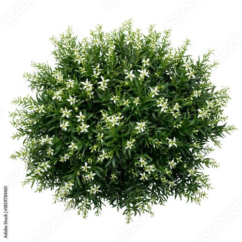 White Flowering Plant in a Round Shape Seen From Above in a Garden Setting