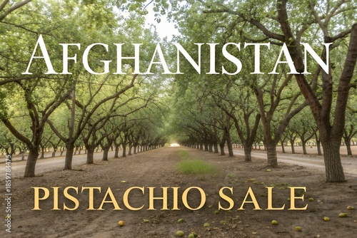 Afghanistan wild pistachio trees nature landscape agriculture rural farming harvest nuts food production export traditional countryside organic eco sustainable seasonal crops trade market local travel