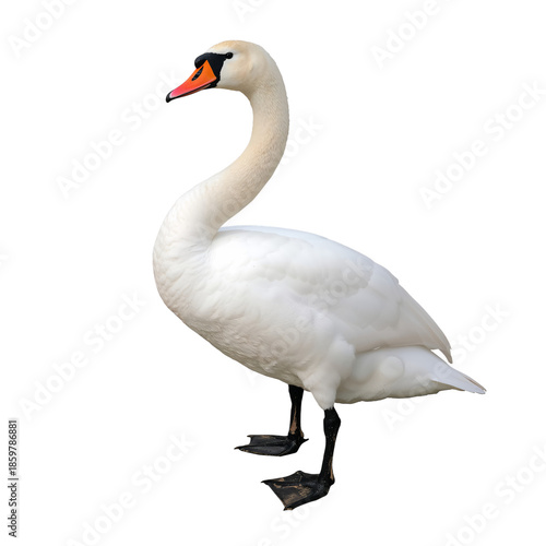 Swan Standing on Shore Showing Its Long Neck and Pointed Beak in a Natural Se...