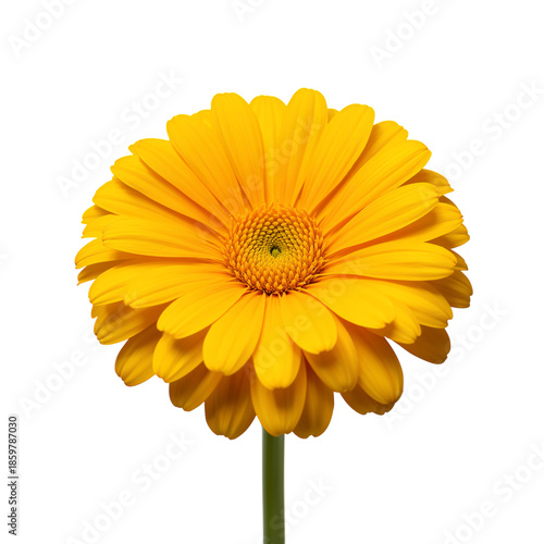 Yellow Flower With Many Petals Showing Round Shape and Bright Center in Simpl...