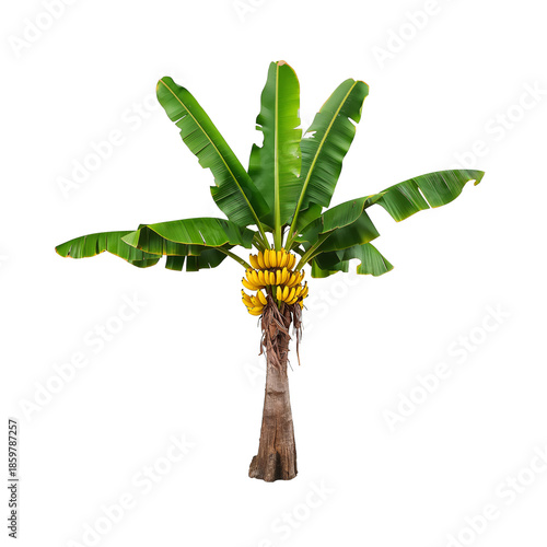 Banana Tree With Bunch of Ripe Bananas Growing in Natural Light