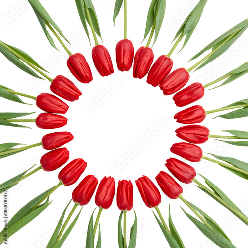 Red Tulips Arranged in a Circular Pattern on a White Background During Spring...