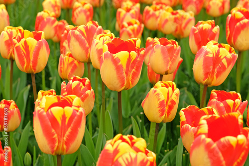 Εκτύπωση καμβά Red and yellow variagated Darwin hybrid Tulip ‘Banja Luka’ in flower