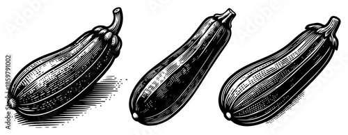 Zucchini or courgette vegetable set. Fresh squash food ingredients in vintage engraving style vector.