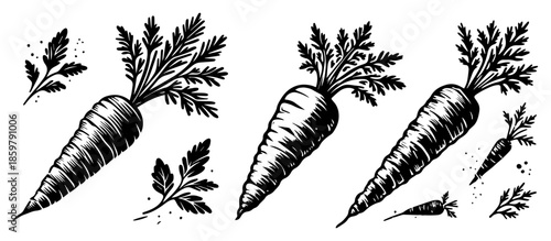 Carrot vegetable set with leaves. Fresh root food ingredients in vintage engraving style vector.