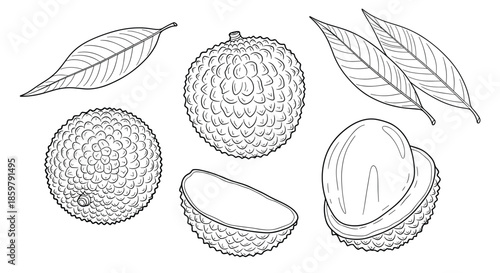 Detailed botanical illustration of lychee fruits and leaves presented in a clean black and white line art style for coloring.